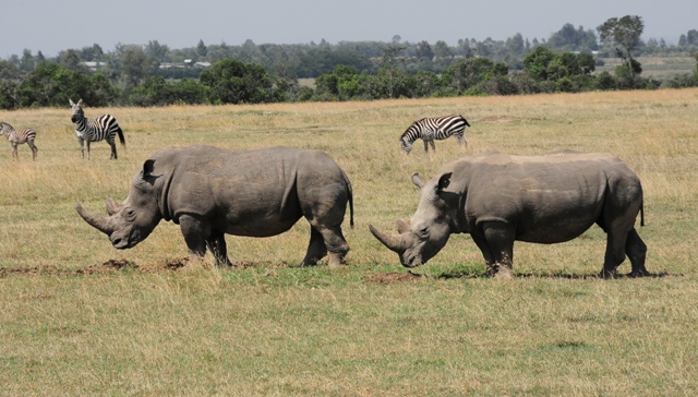 dsc00033gaph_31445817886_o