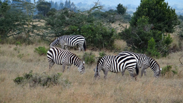 dsc00093aph_31111882020_o