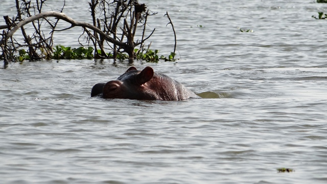 dsc00136aph_31367425581_o