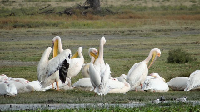 dsc00154a_31367421671_o