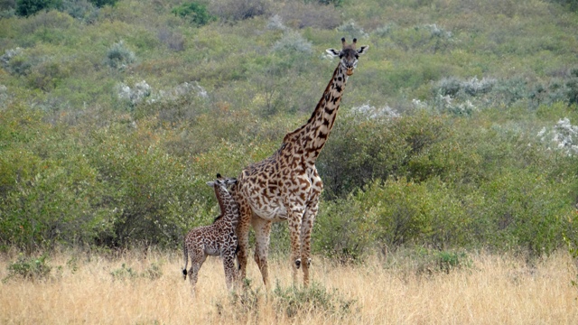 dsc00196aph_31337729312_o