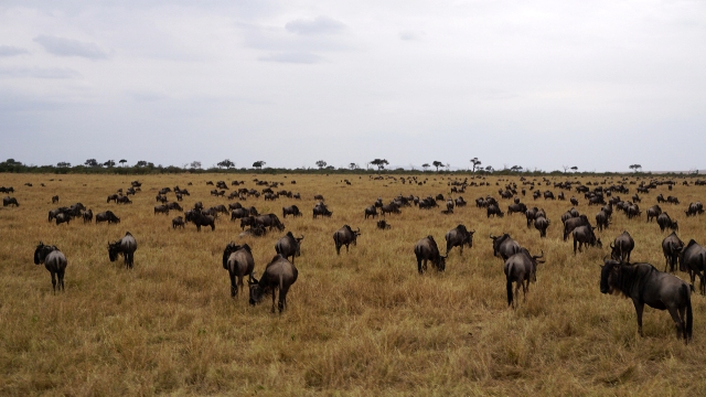 dsc00209yph_31337724532_o