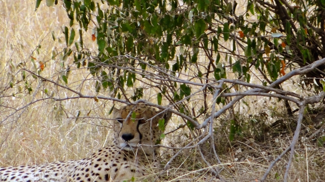 dsc00217bph_31484221435_o