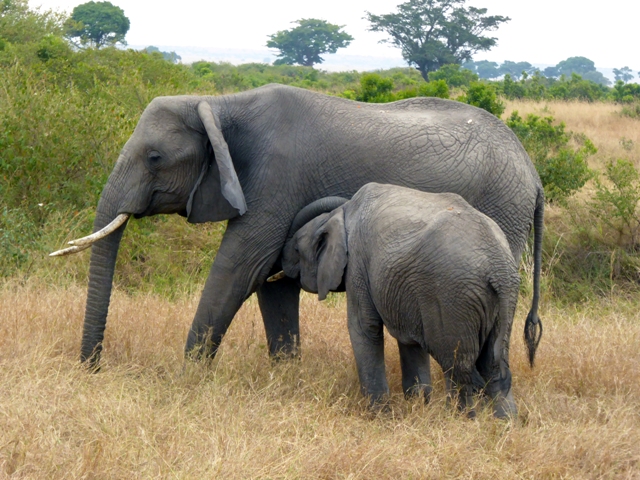 dsc00219abaph_31446946336_o