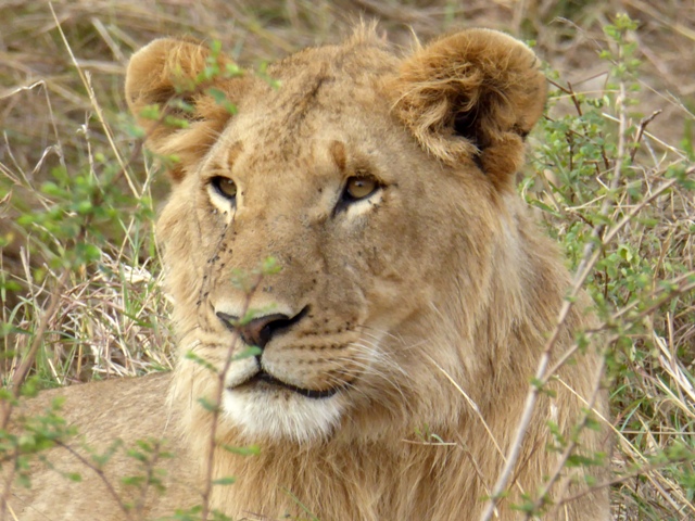 dsc00244aaph_31337720482_o