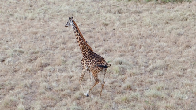 dsc00296aph_31368407951_o