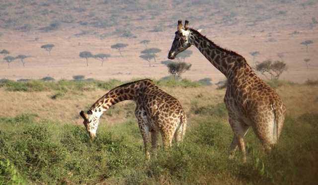 dsc00312aaph_30642879474_o