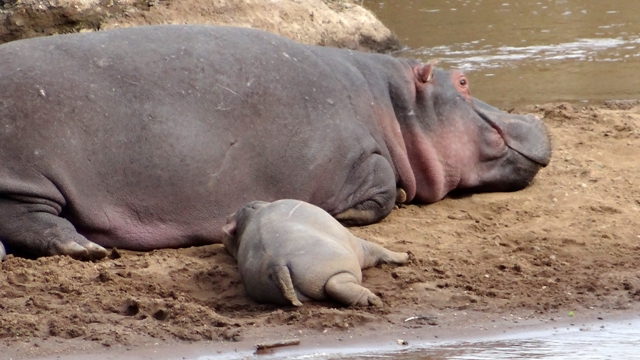 dsc00329aaph_31368405781_o