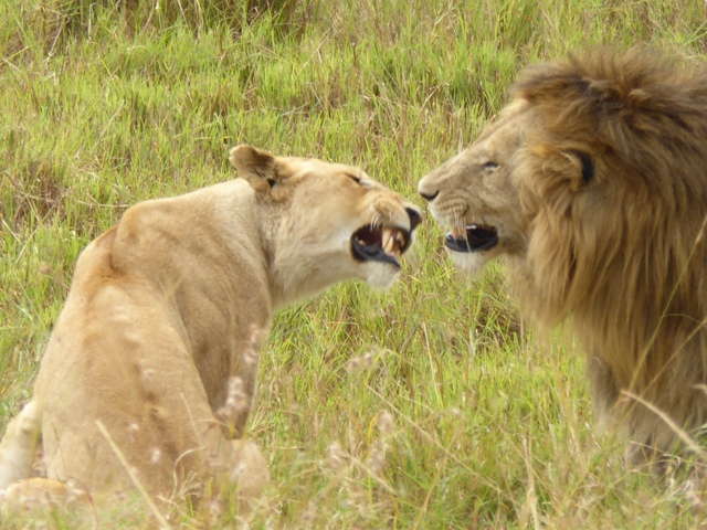 dsc00351ga_31484199685_o