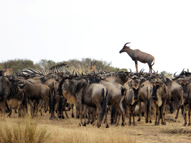 dsc00380baph_31446905306_o