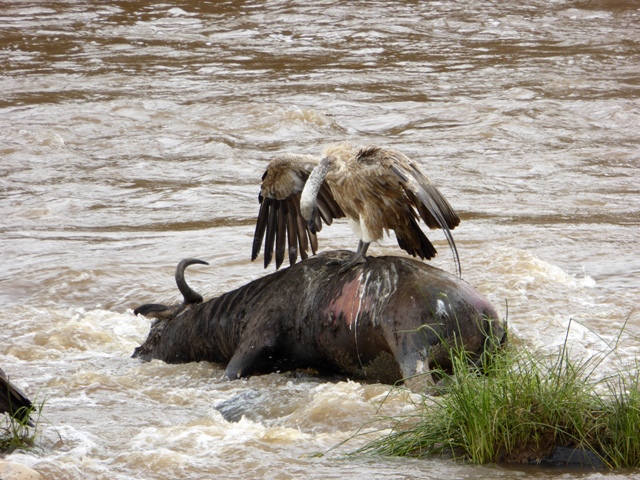 dsc00385aaph_31112995600_o