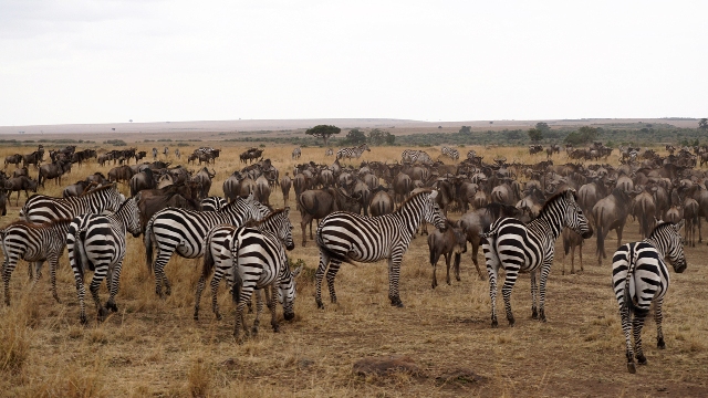 dsc00385aphj_31446900216_o