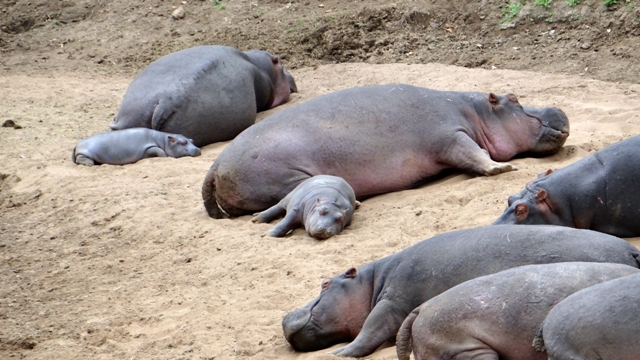 dsc00392aph_31112993750_o