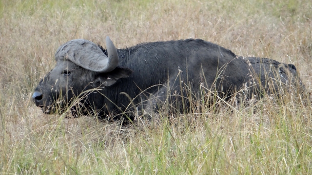 dsc00456aph_31112989430_o