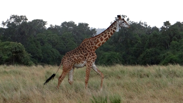 dsc00464aph_31337695102_o