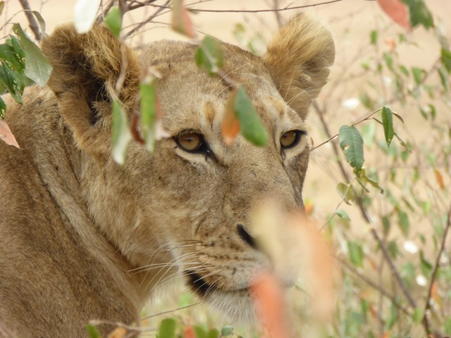 dsc00508a_30675351793_o