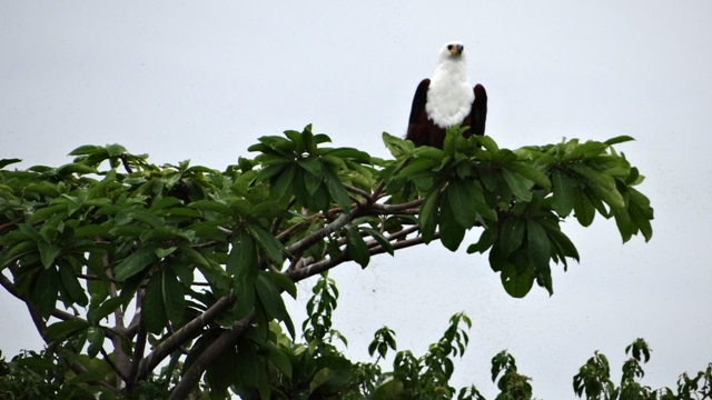 dsc00620aph_32074142334_o