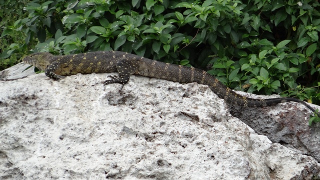 dsc00630_32763318322_o