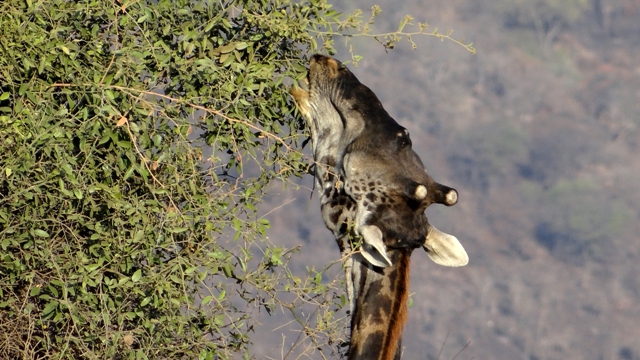 dsc00746aph_32876460306_o