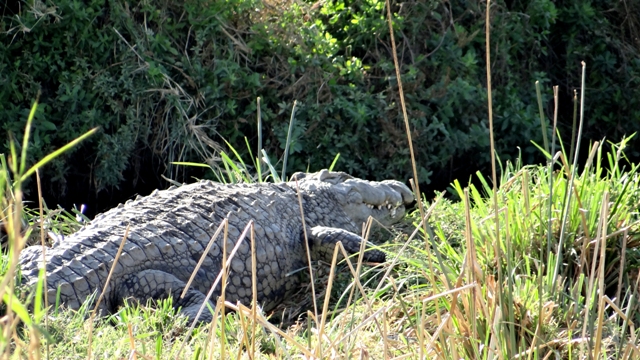 dsc00773aph_32916756245_o