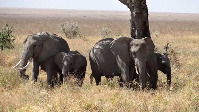 dsc00823aph_32876449686_o