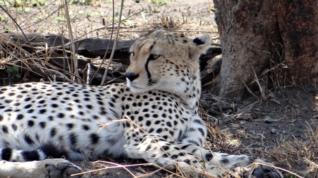 dsc00839aph_32916748375_o