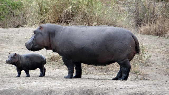 dsc00873aph_32763293322_o