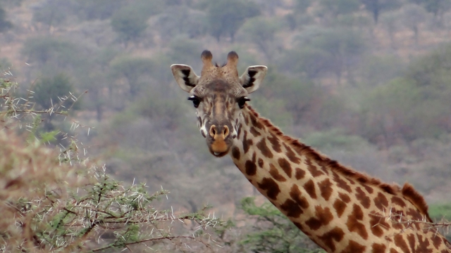 dsc00915aph_32916677865_o