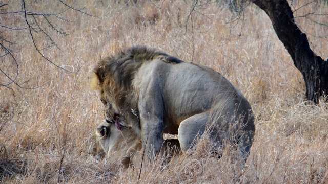 dsc00974aph_32074121234_o