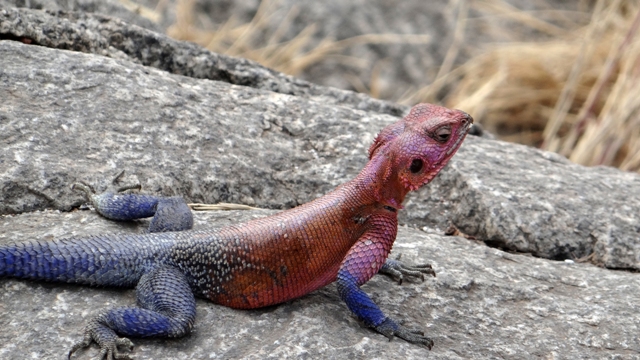 dsc01016aph_32074118954_o