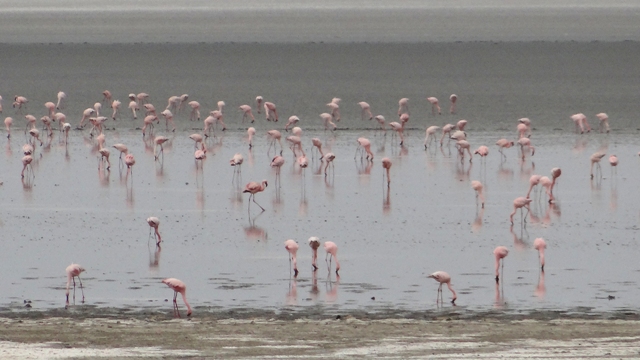 dsc01084aph_32763266642_o