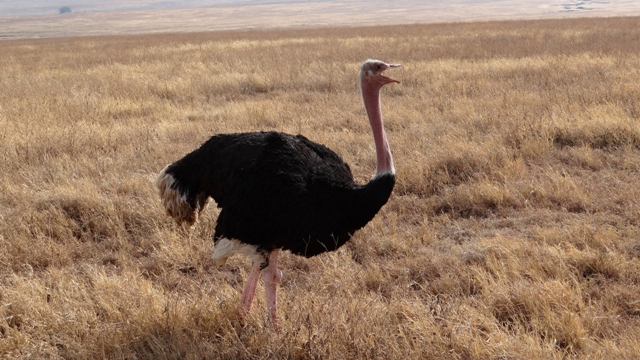 dsc01118aph_32102165293_o