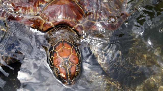 dsc01281dph_32074082134_o