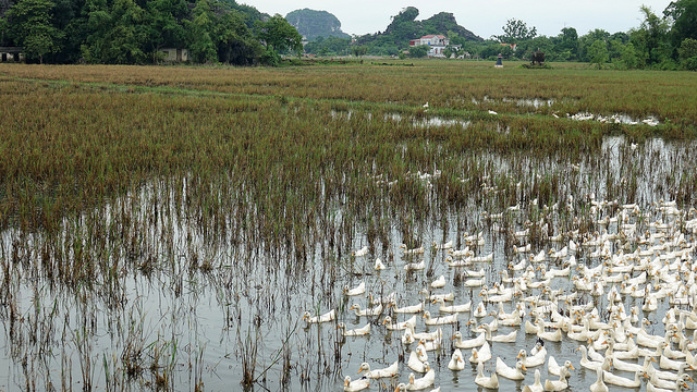 44754821324_72fcc43155_z