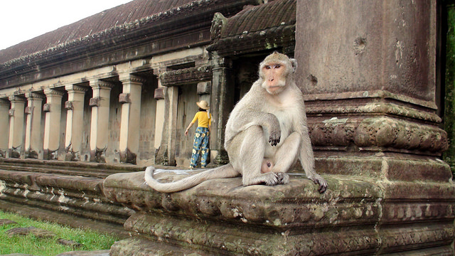 angkor wat mono