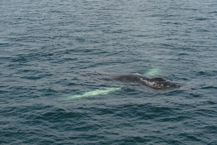 dsc00695_8865788127_o