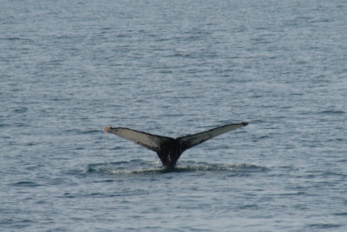 dsc00696_8866391842_o