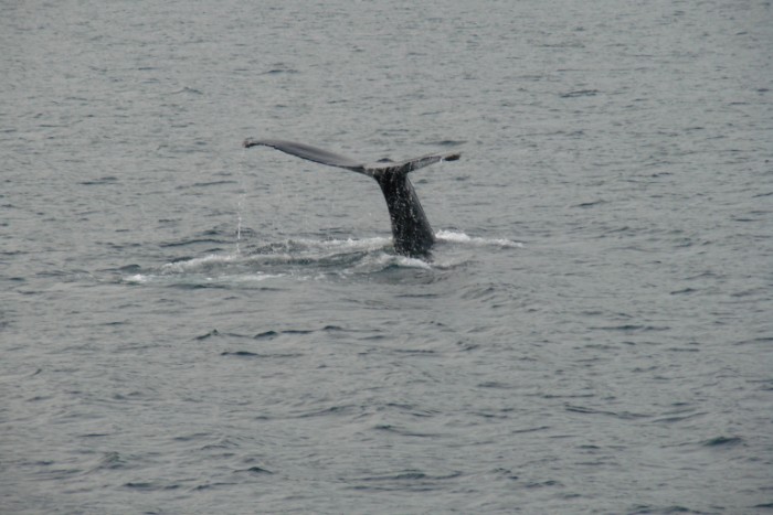 dsc00706_8866383938_o