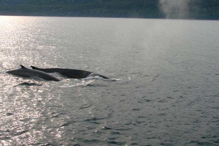 dsc00719_8865771239_o