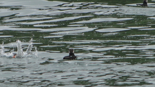 dsc02533_10983701413_o