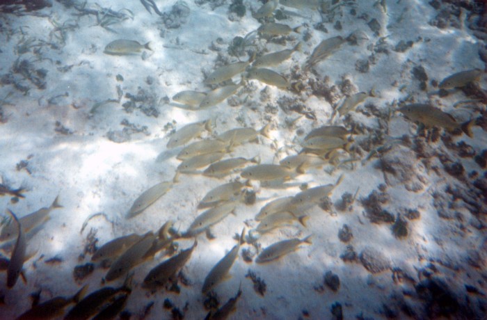 sin-ttulo-5_15907496023_o