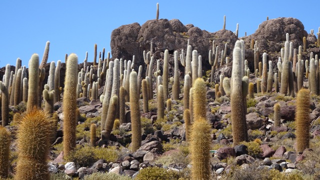 96a salar uyuni